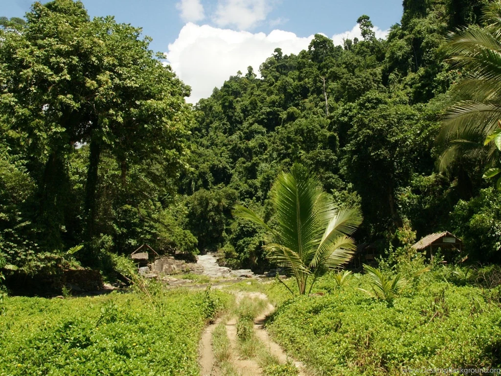 Jungle River Desktop Wallpaper, Jungle River Images Free, New ...