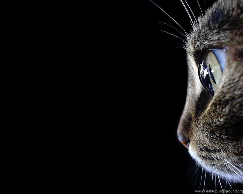 Cats Animals Black Backgrounds Fresh New Hd Wallpapers [Your Popular ...