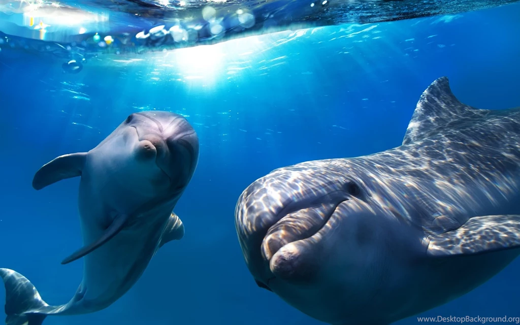 Dolphins Dolphins Animal Ocean Deep Animals Free Desktop ...