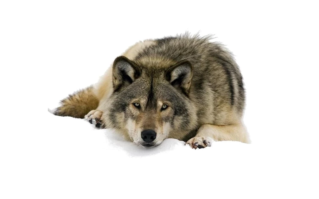 Animals, Mammals, Wolves, White Backgrounds :: Wallpapers
