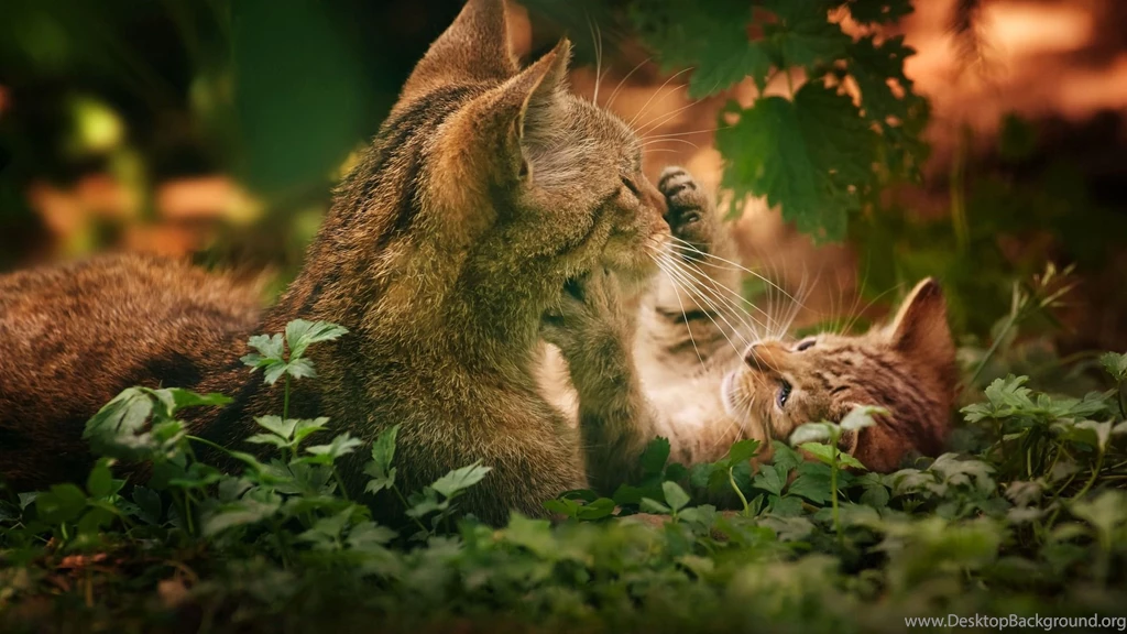 Nature Wallpapers For Desktop 1367076