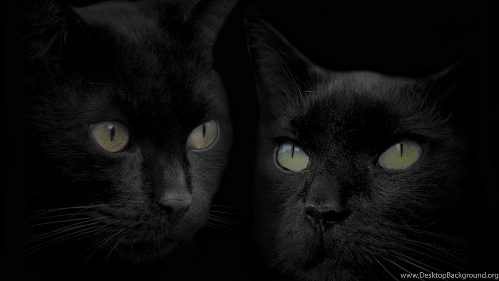 Black Cats HD Wallpapers
