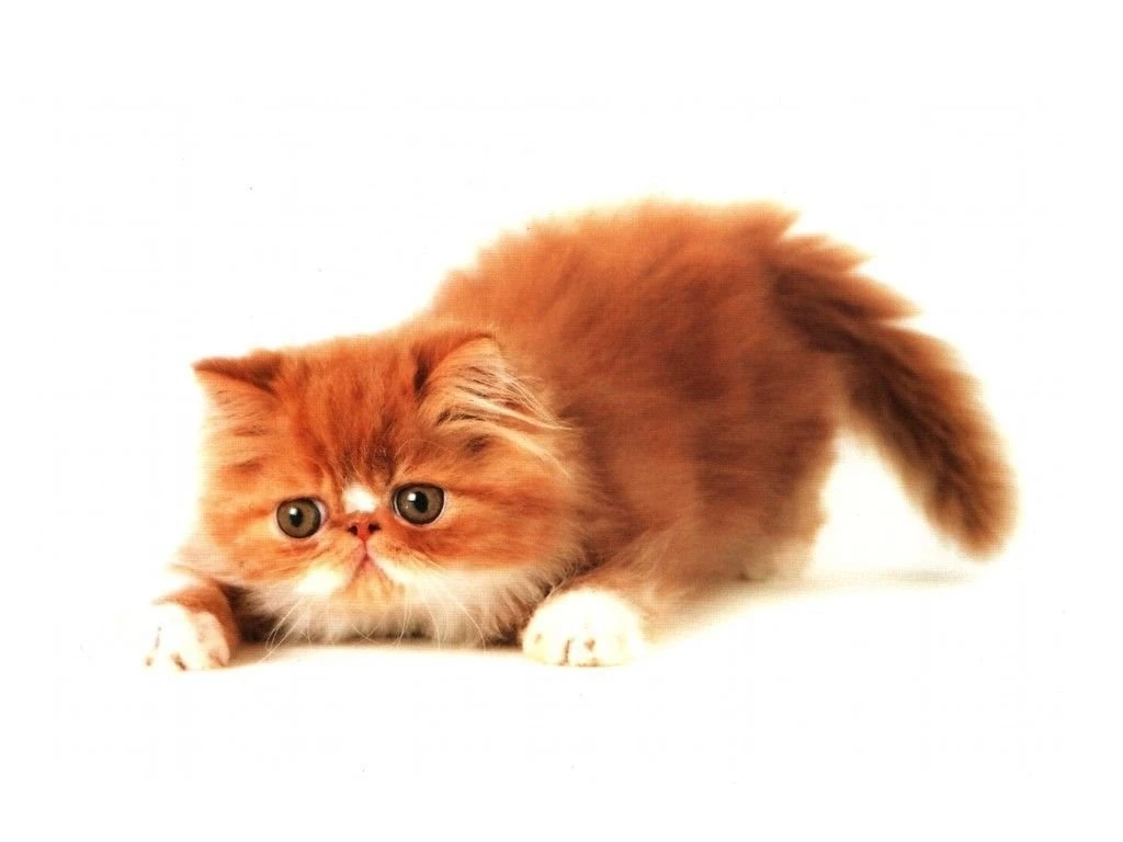 Happiness, Kitten, Ginger Cat, Pussy Cat Wallpapers And Images ...