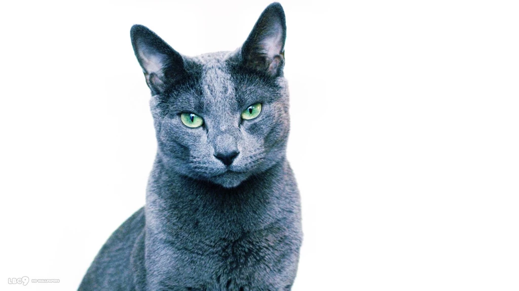 Russian Blue Cat Wallpapers 22/23