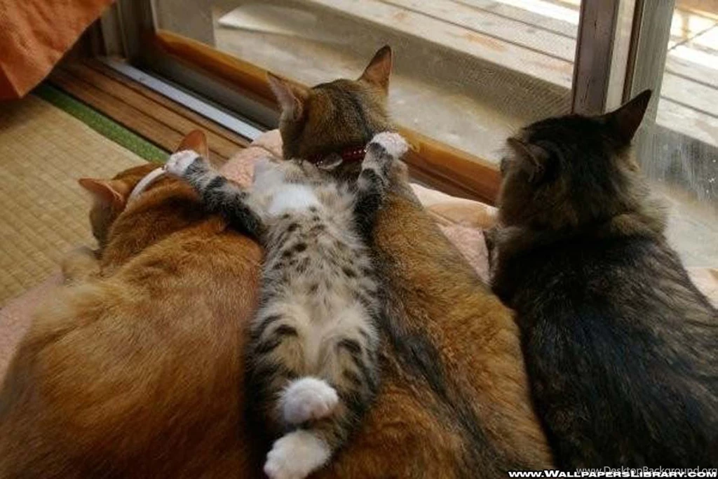 Pic New Posts: Wallpapers Cats Desktop