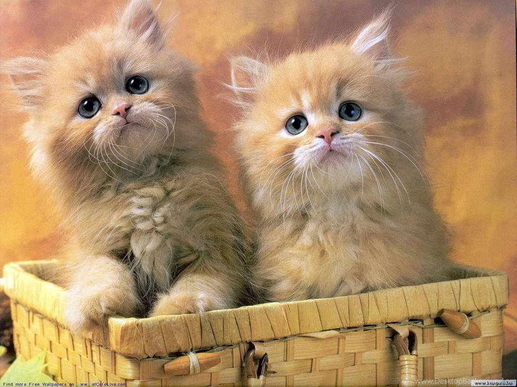 The Free Little Cute Kitty Desktop Wallpapers Pictures For PC ...