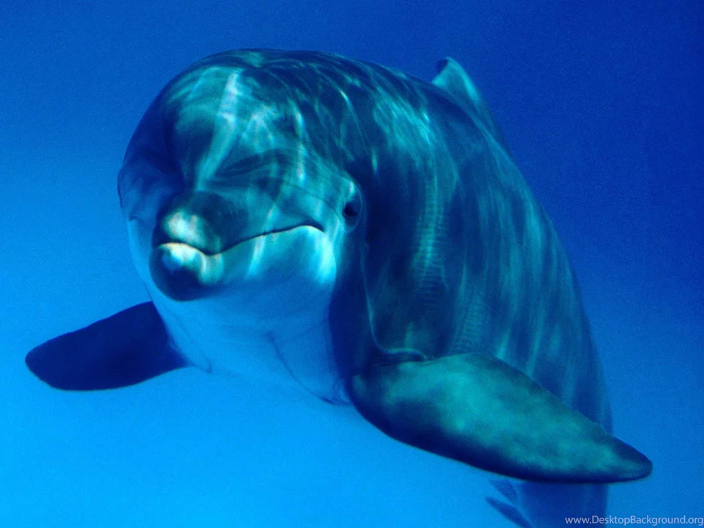 Desktop Wallpapers · Gallery · Animals · Deep Sea 3D Curiosity Of ...