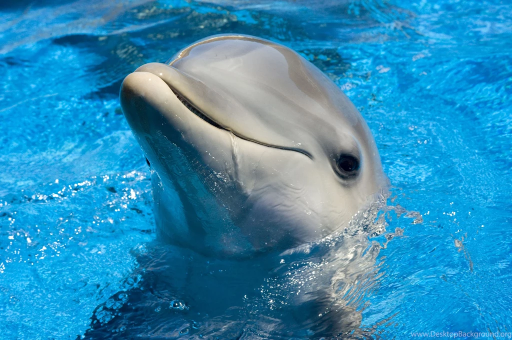 Dolphin Wallpapers Swimming Wallpapers
