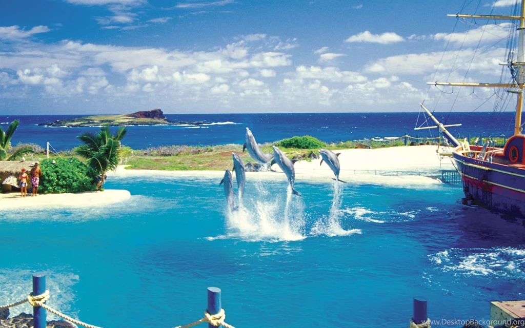 Dolphins: Dolphin Water Sea Free Desktop Backgrounds For HD 16:9 ...