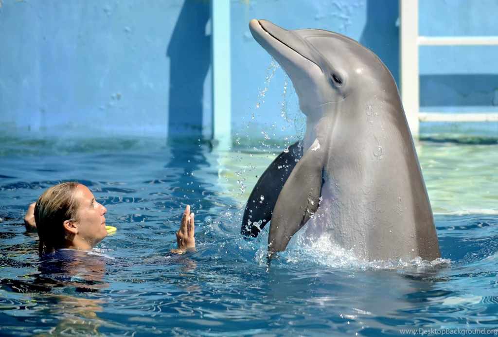 2014 Dolphin Tale 2 Wallpapers Wide