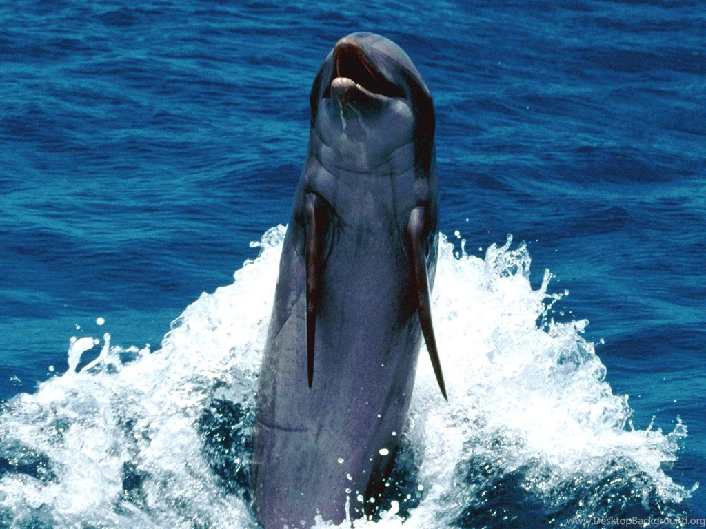 DOLPHIN STANDING ABOVE THE WATER WALLPAPER (