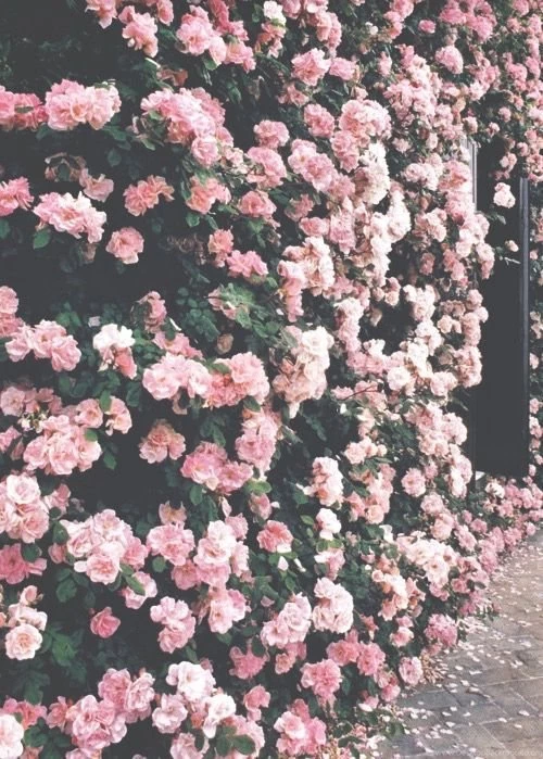 Background, Hipster, Iphone, Life, Nature, Photography, Pink ...