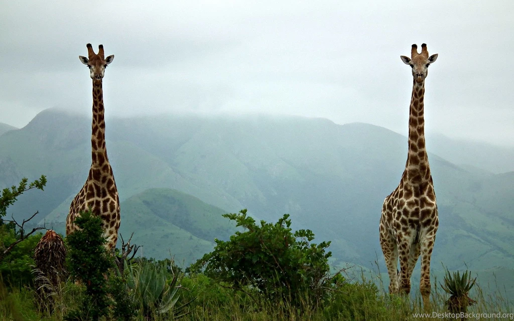Giraffe Computer Free Wallpapers.jpg