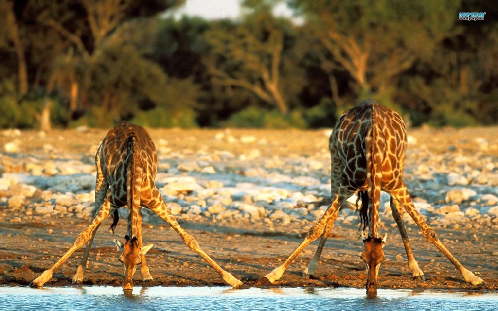 Giraffe Wallpapers   Animal Wallpapers