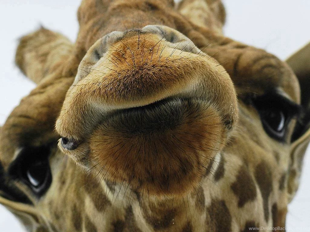 Giraffe Wallpapers Animals Town