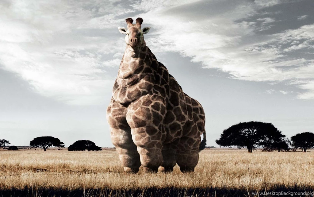 Giraffe Backgrounds   Wallpapers Cave