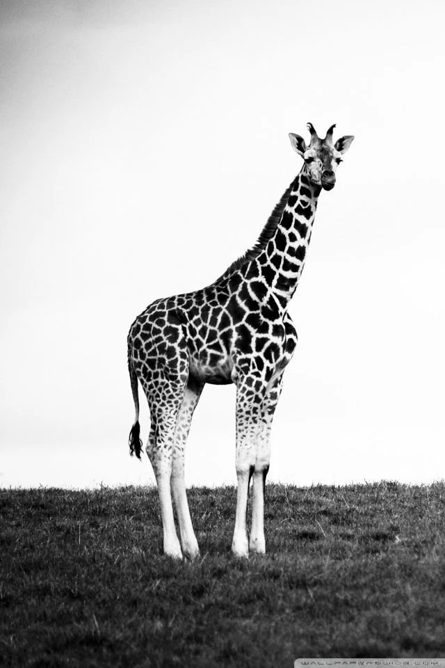 Giraffe HD Desktop Wallpapers : Widescreen : High Definition ...