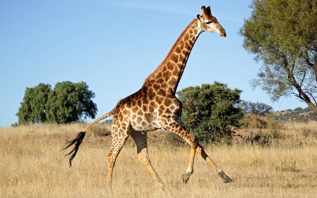 Enjoy Here Some Nice Giraffe Wallpapers