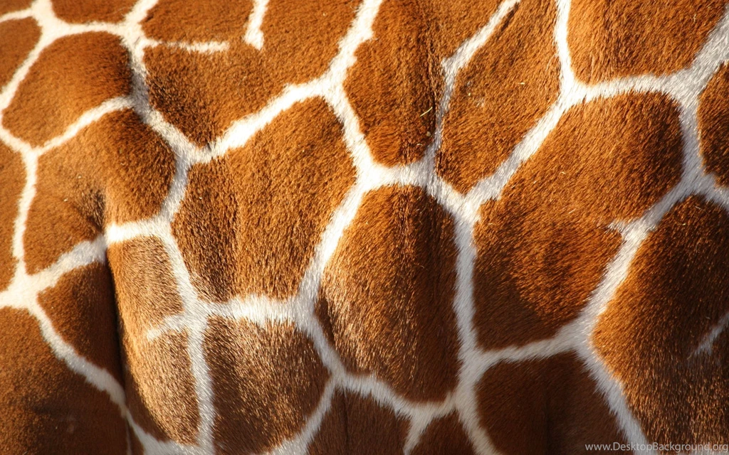 Giraffe Wallpapers