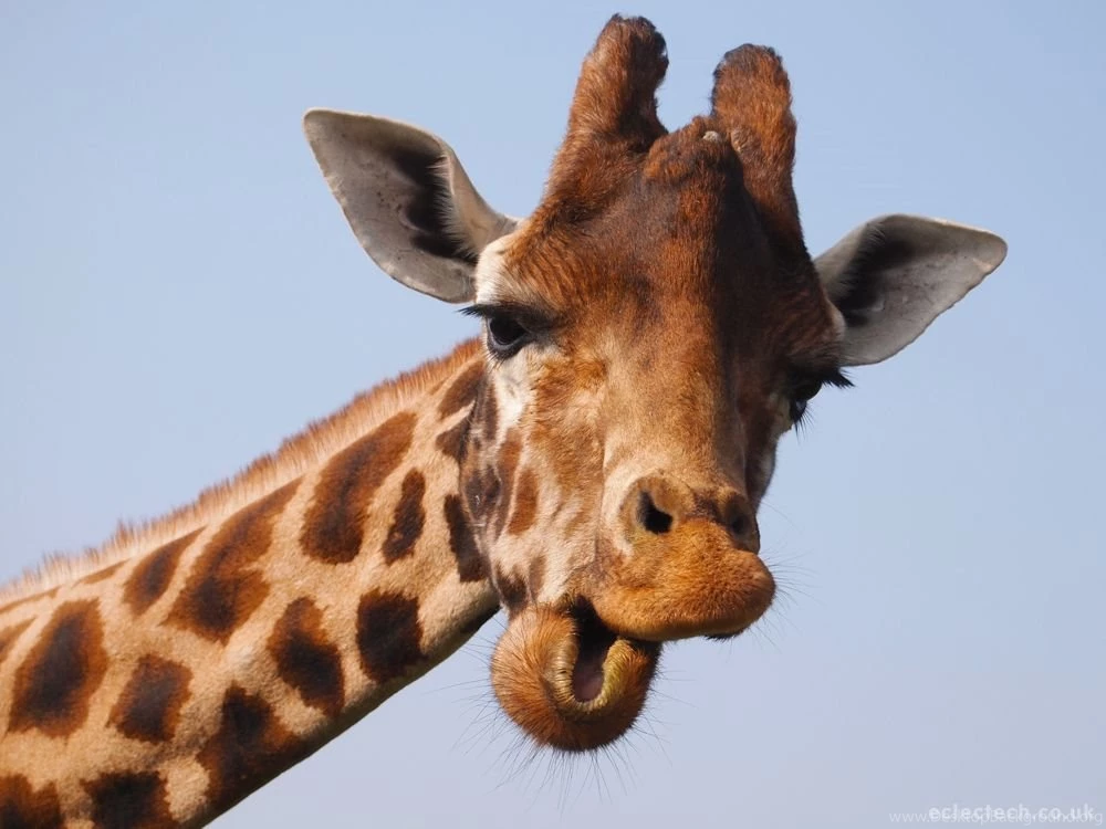 25 Beautiful Giraffe Pictures