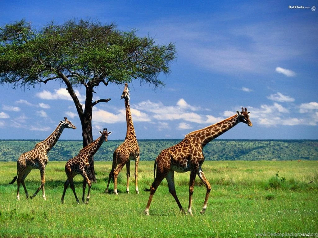 Giraffe The Animal Kingdom Wallpapers (250716) Fanpop
