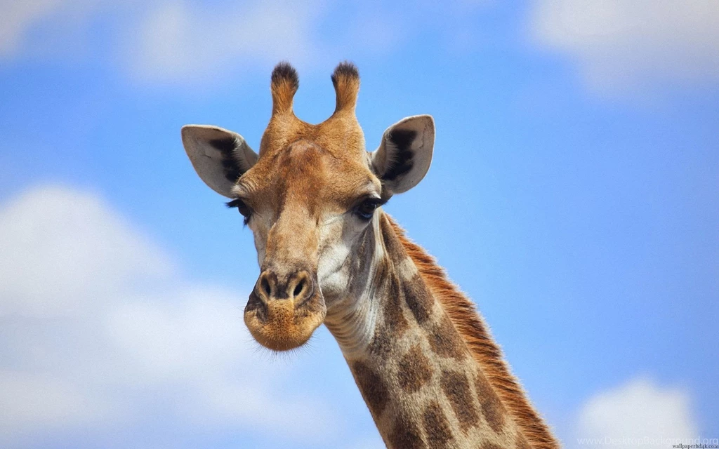 Baby giraffe wallpapers   Wallpapers HD   Wallpapers HD 4K ...