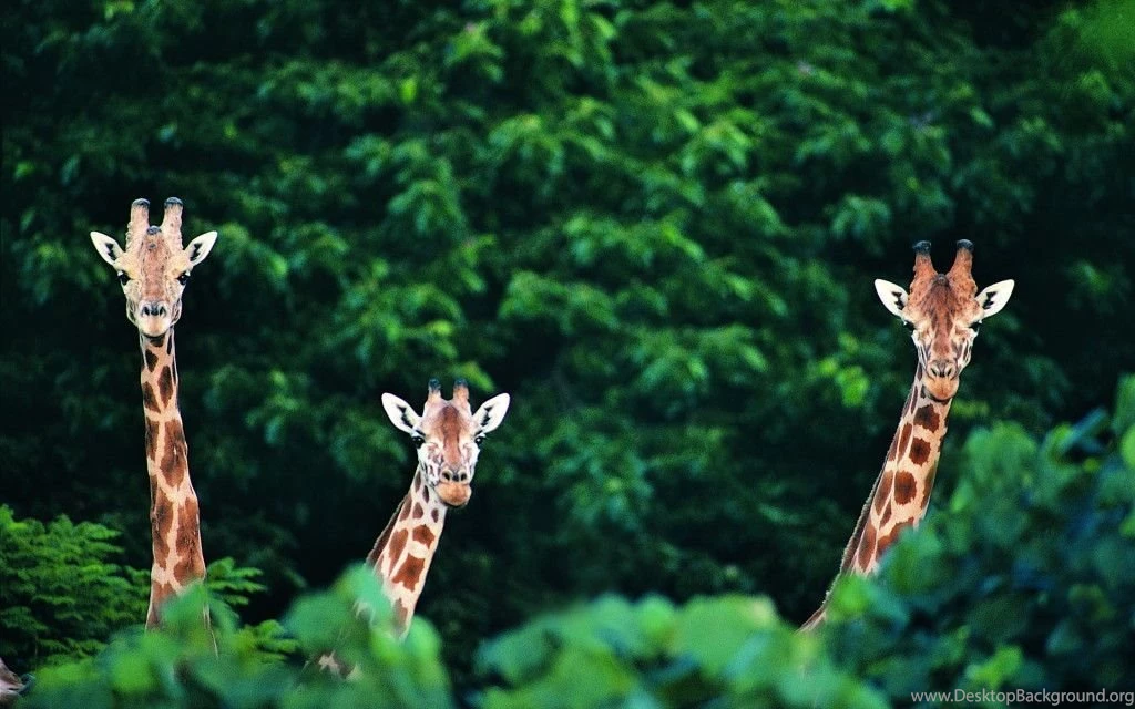 African Giraffe Wallpaper 1024x640.jpg