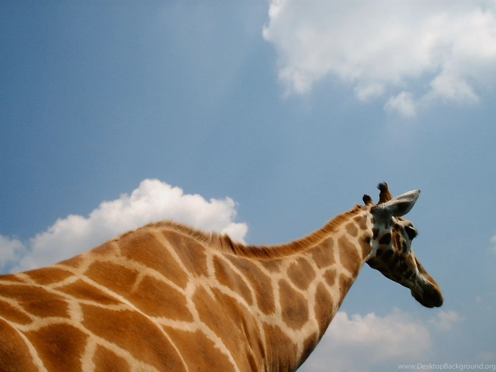 Giraffe HD Wallpapers And Backgrounds