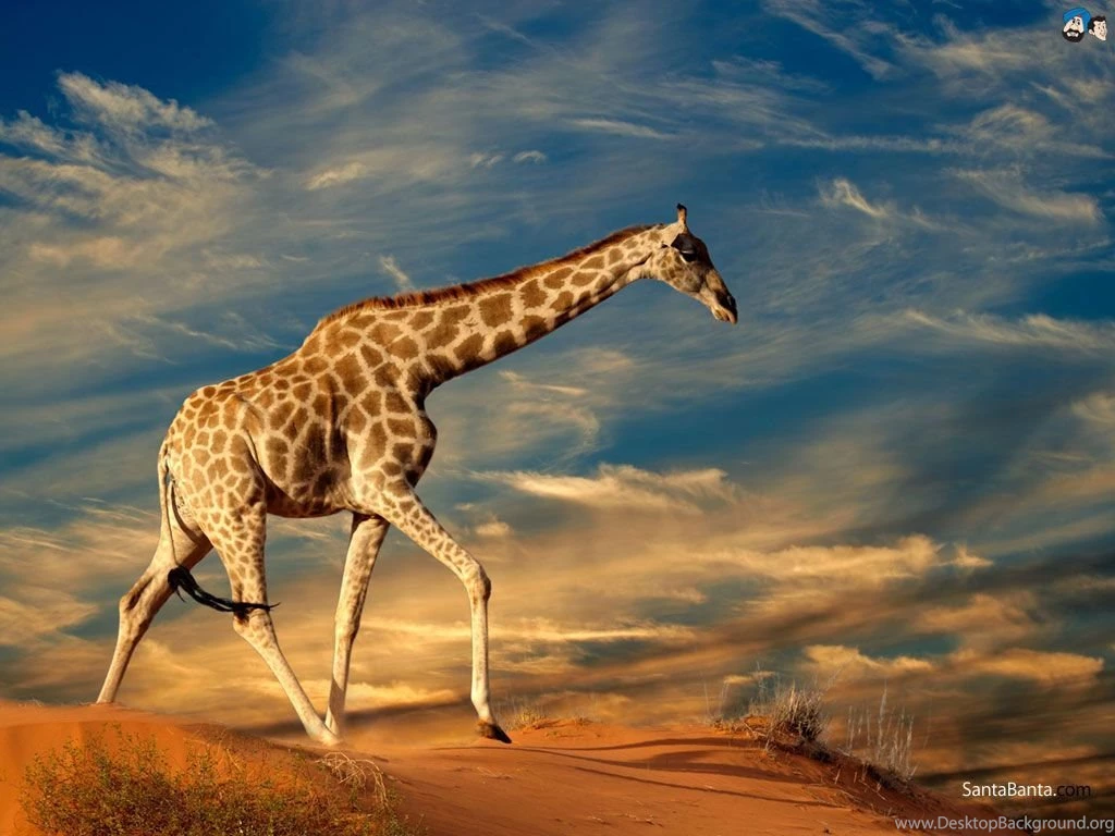 Giraffes Wallpapers
