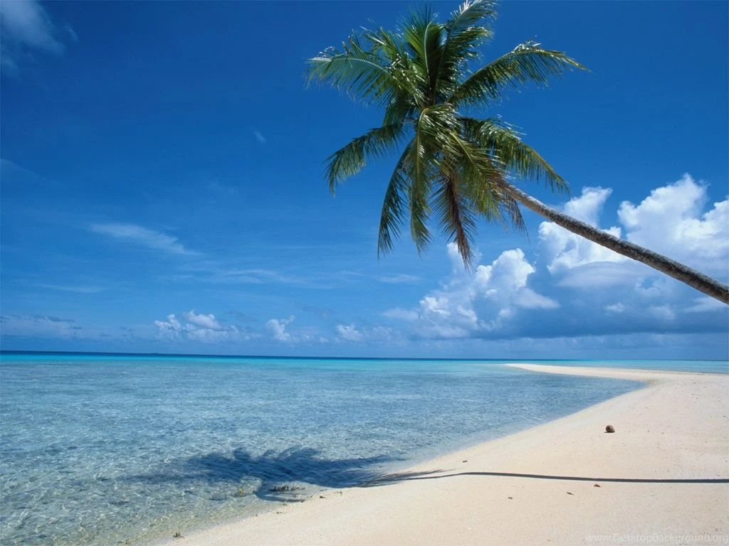 1024x768 Beach Tree Desktop PC And Mac Wallpapers