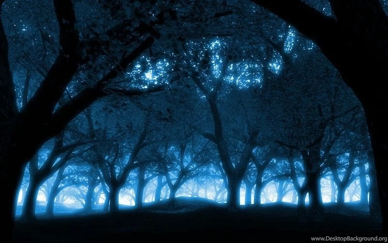 Black Blue Blue Forest – Nature Forests HD Desktop Wallpapers