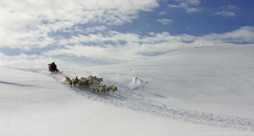 Free Wallpapers Greenland Dog Wallpapers