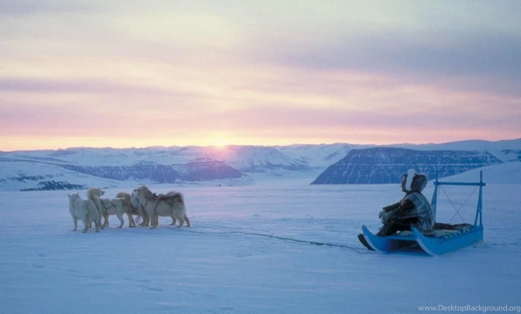 Free Wallpapers North Greenland Dogs Puling A Sled