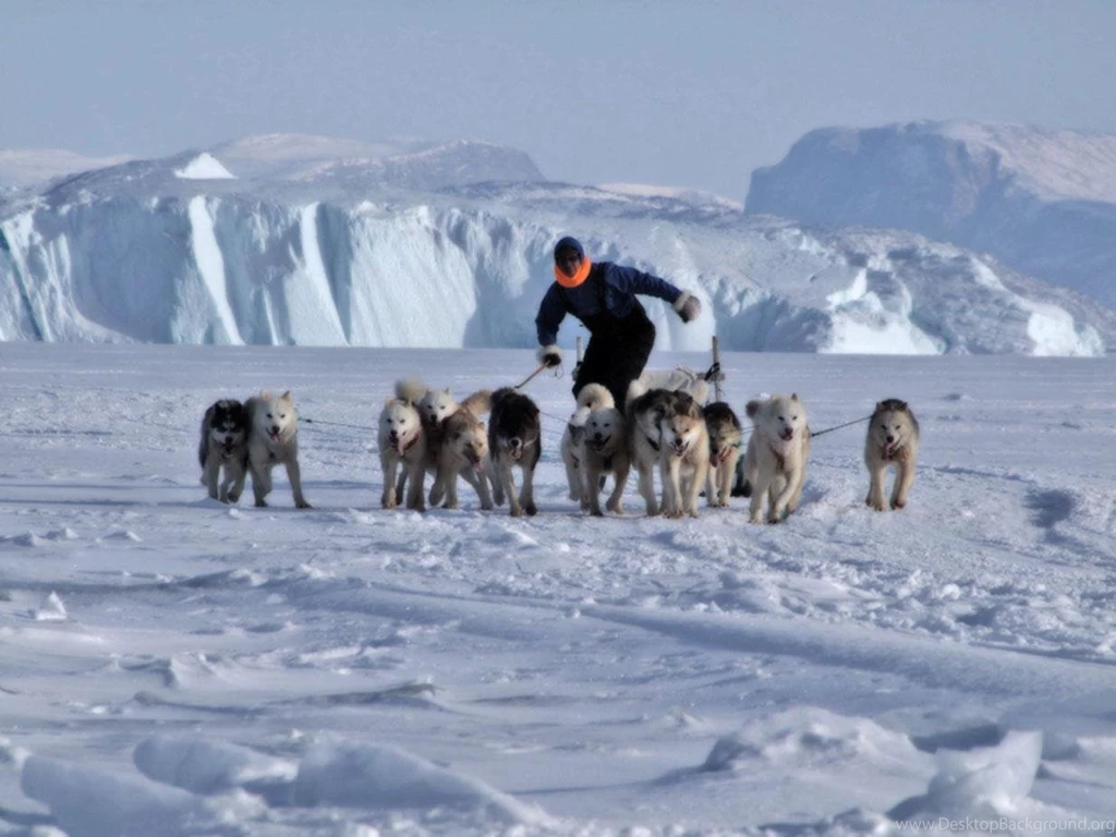 Free Wallpapers Greenland Dogs Pulling A Sled