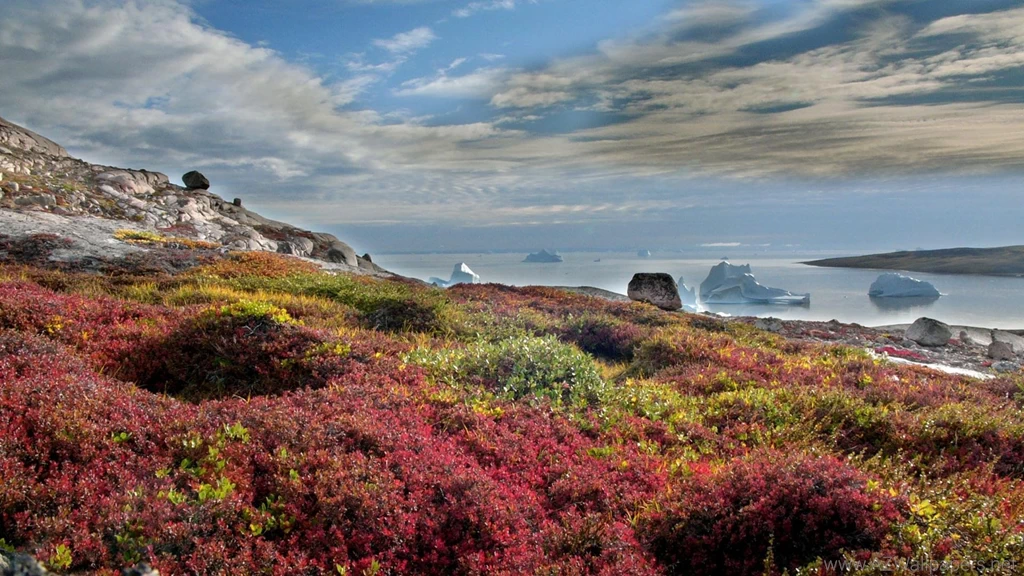 Beautiful Floral Rocky Cost In Greenland Wallpapers   (
