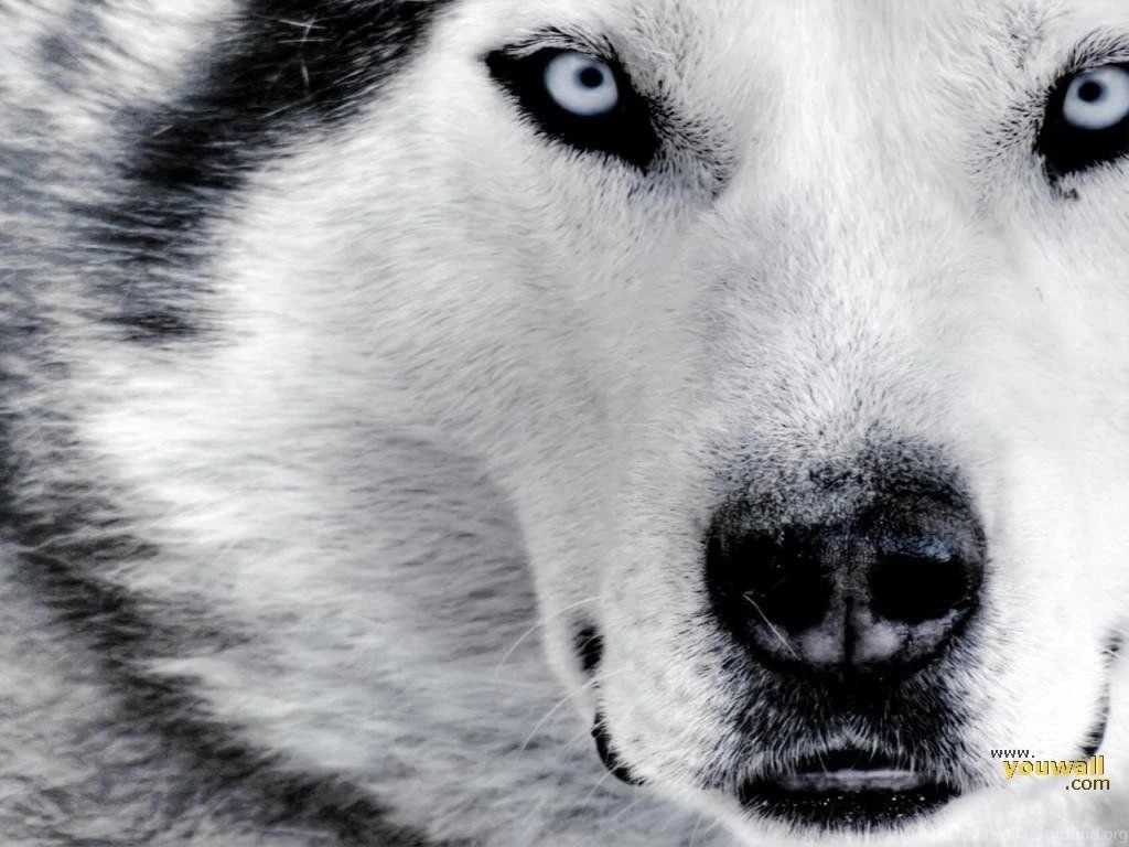 Baby Wolf Wallpapers Wallpapers Cave