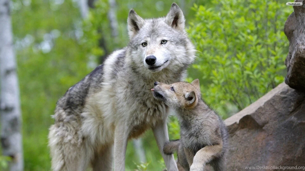 YouWall Wolf Mother And Baby Wallpapers Wallpaper,wallpapers ...