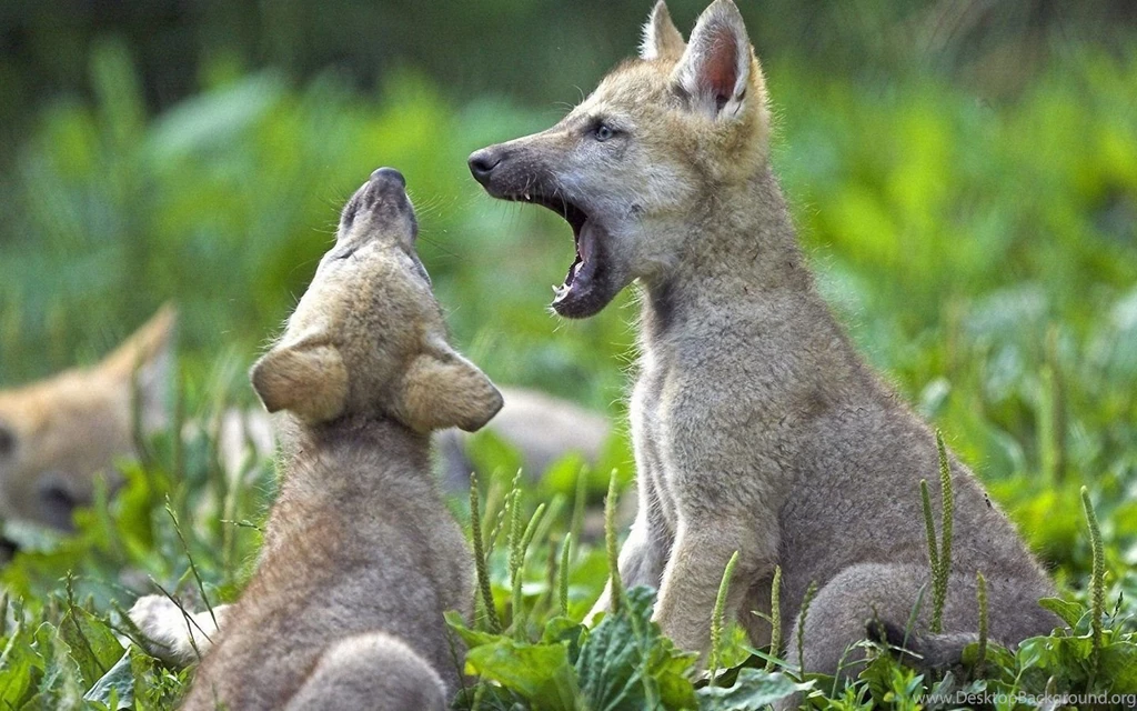 Wolf Baby 1440x900 Wallpapers,Wolf 1440x900 Wallpapers & Pictures ...