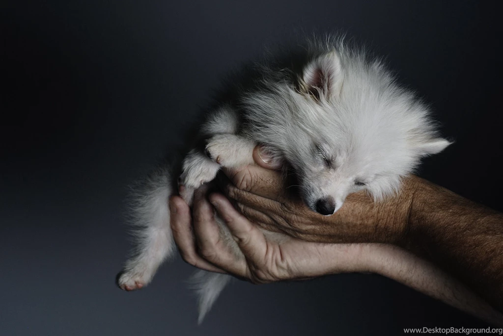 Baby wolf or fox or dog desktop background wallpapers.jpg