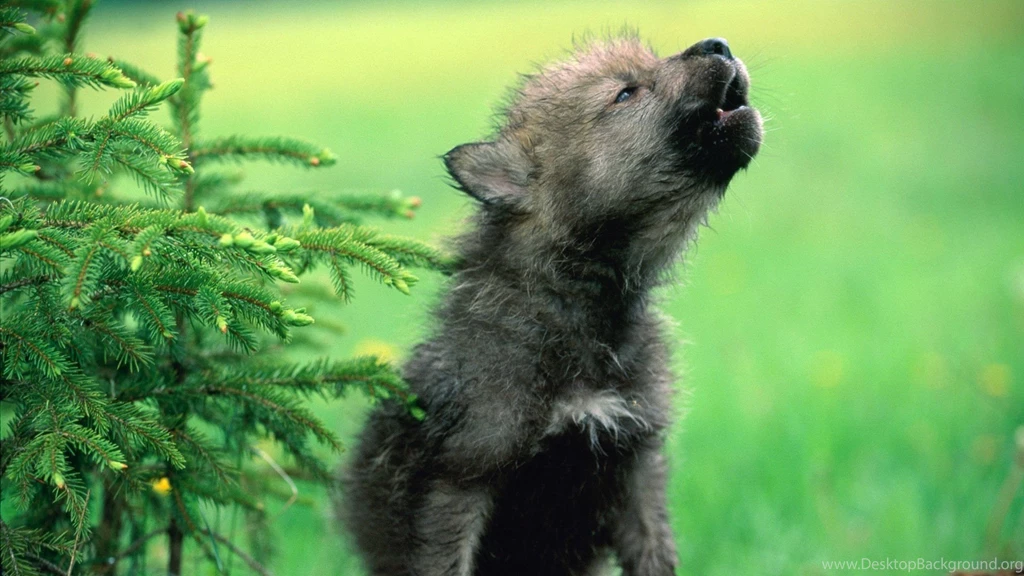 Wolf Puppies HD Wallpapers