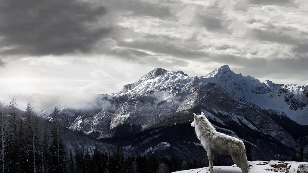 Wolf Wallpapers For Iphone