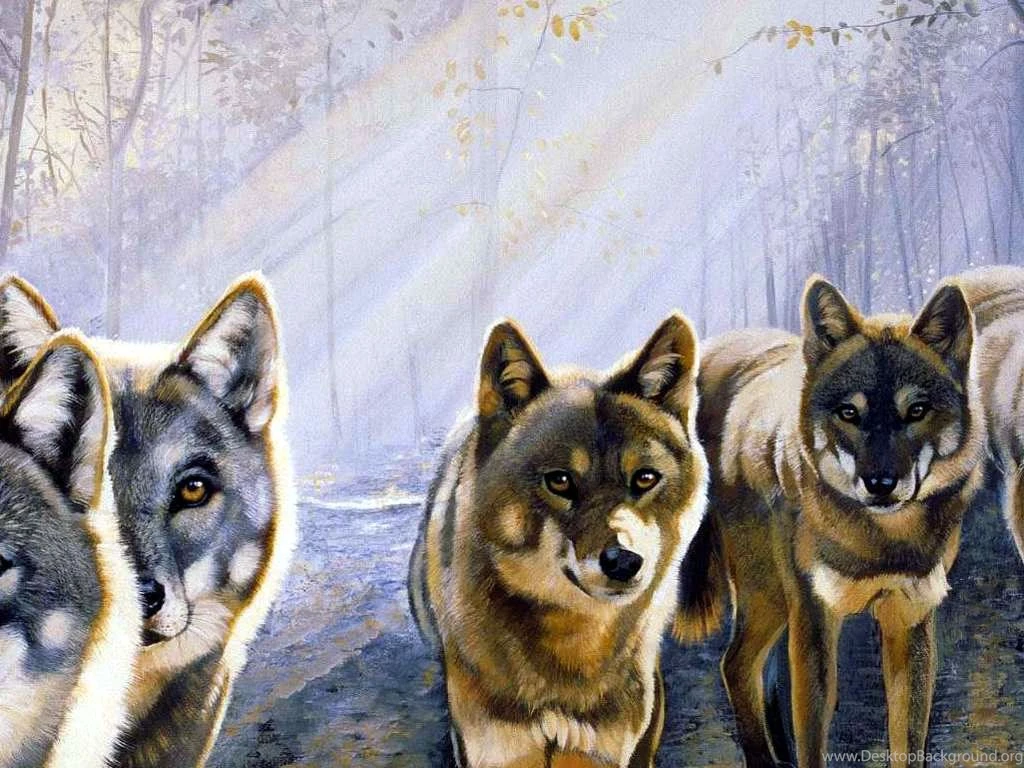 Wolf Wallpapers Wild Wolf Animal Wallpapers Gallery