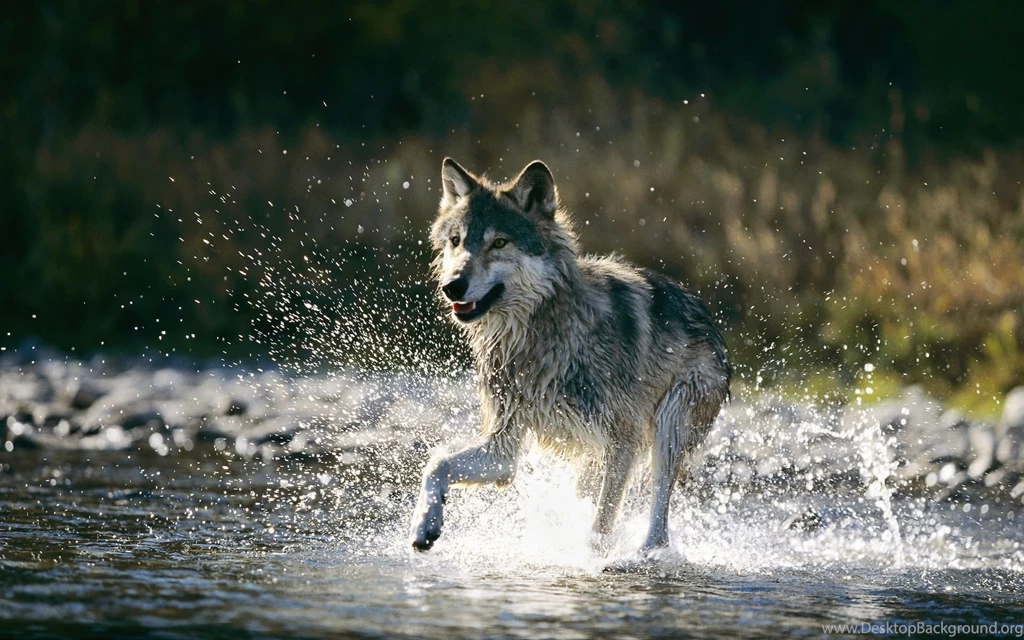 Wolf Wallpapers