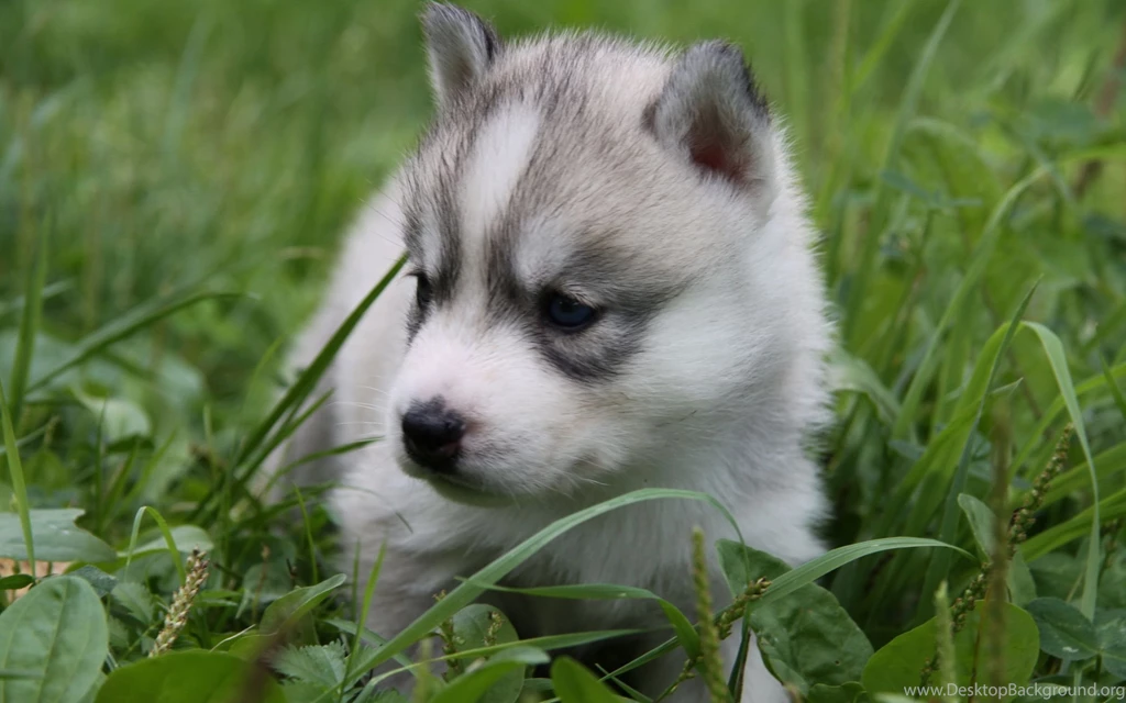 Baby wolf photos wallpaper.jpg