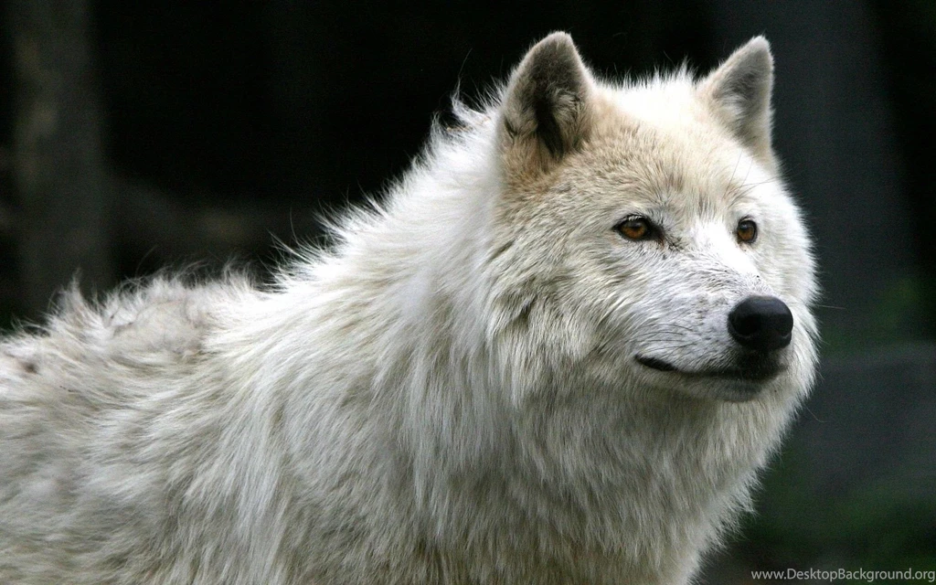 Baby White Wolf Wallpaper.