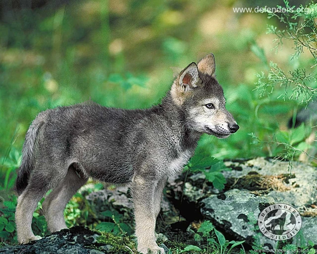 Wolf Wallpapers For Mac ~ Elrinconcitodemaya