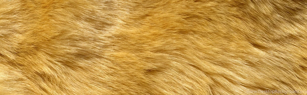 Download Wallpapers 3840x1200 Fur, Wool, Hair, Long Hair Dual Wide ...
