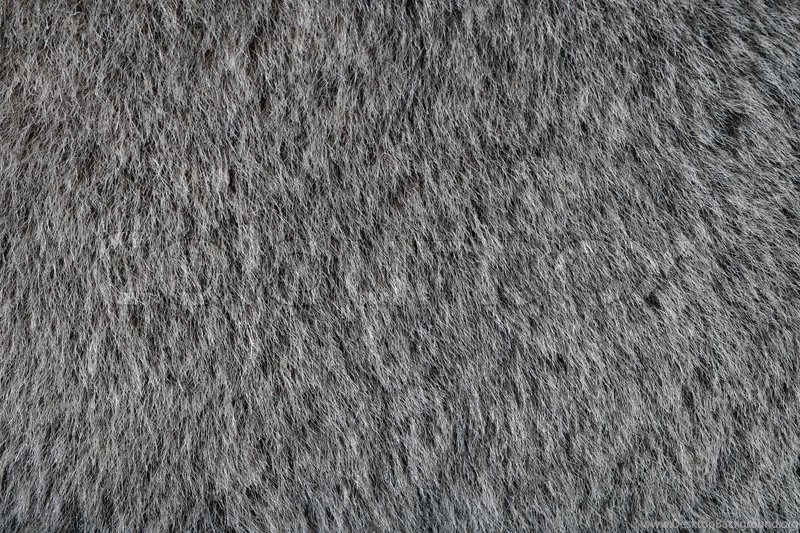 Animal Gray Fur Texture As Wallpapers Or Backgrounds