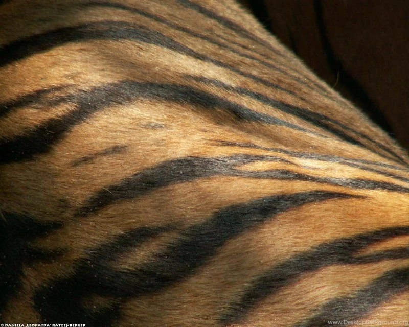 Tiger Fur Wallpapers By Leopatra lionfur On DeviantArt