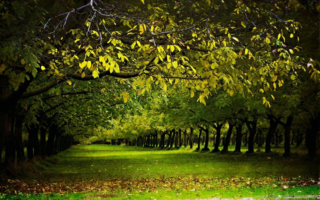 Beautiful nature wallpaper hd wide.jpg
